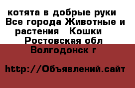 котята в добрые руки - Все города Животные и растения » Кошки   . Ростовская обл.,Волгодонск г.